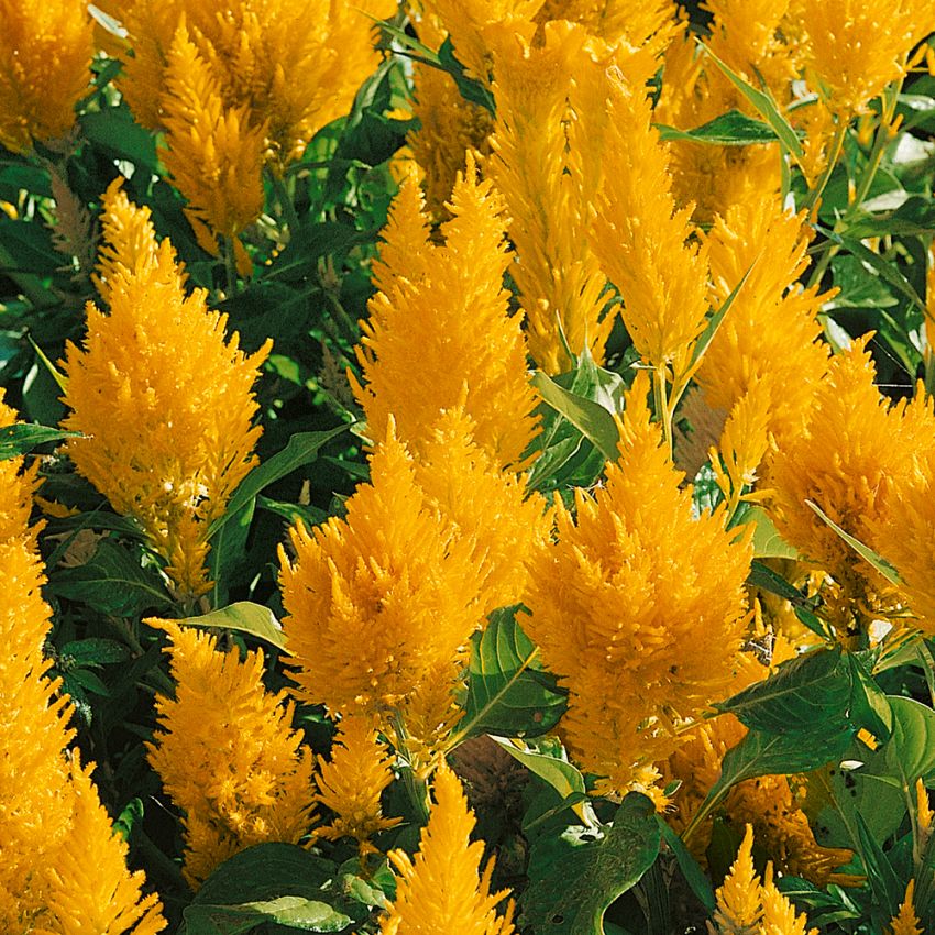 Fjerdusk 'Lilliput Golden Feather' i gruppen Frø / Etårige blomster hos Impecta Fröhandel (81)