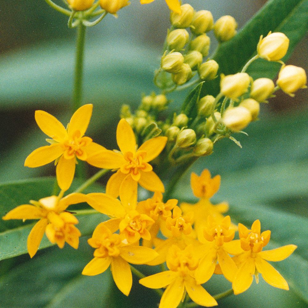 Ravsilkeplante 'Silky guld' i gruppen Frø / Etårige blomster hos Impecta Fröhandel (8109)