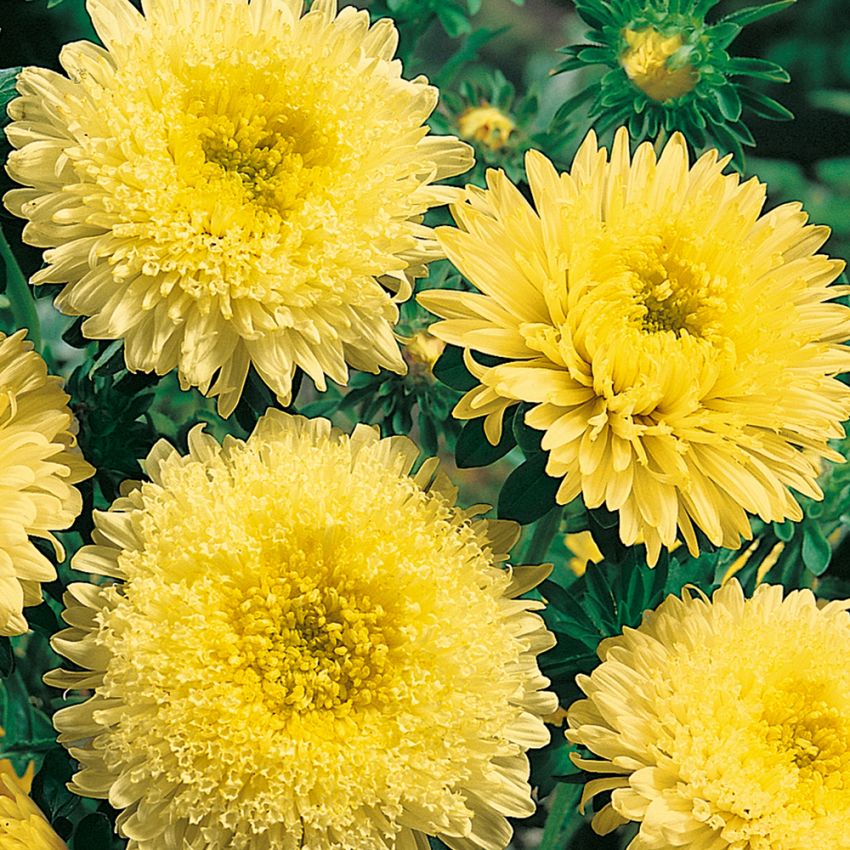 Sommerasters 'Princess Yellow' i gruppen Frø / Etårige blomster hos Impecta Fröhandel (8160)