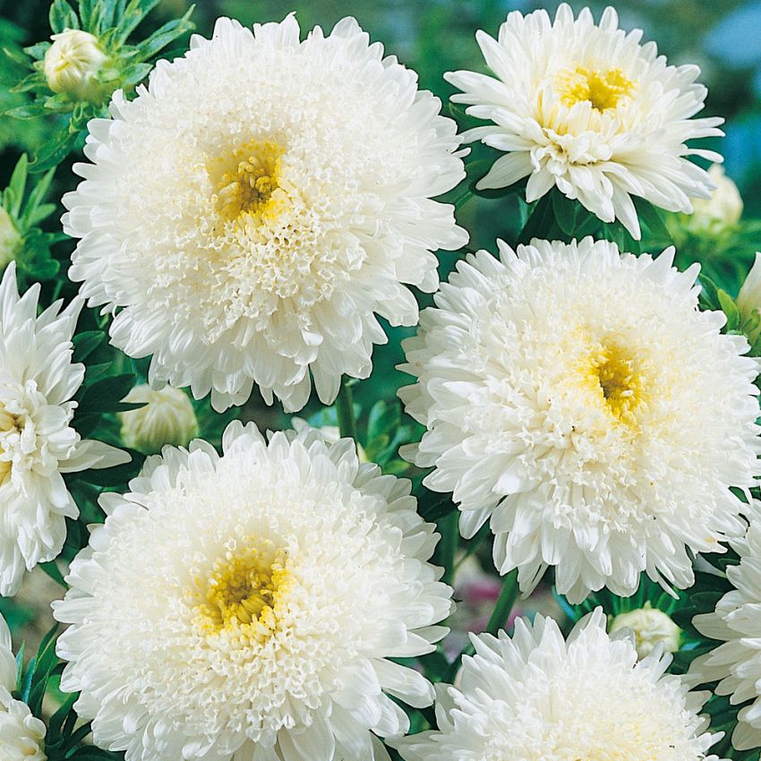 Sommerasters 'Princess White' i gruppen Frø / Etårige blomster hos Impecta Fröhandel (8161)