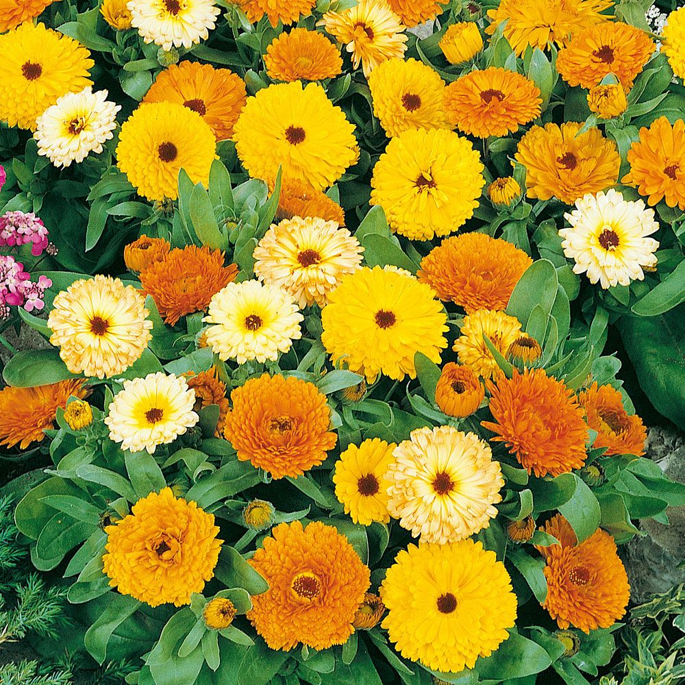 Morgenfrue 'Fiesta Gitana' i gruppen Frø / Etårige blomster hos Impecta Fröhandel (8194)
