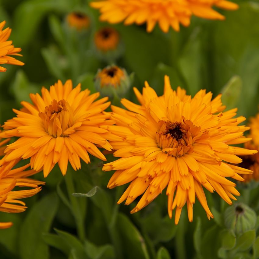 Morgenfrue 'Calexis Orange' i gruppen Frø / Etårige blomster hos Impecta Fröhandel (81995)
