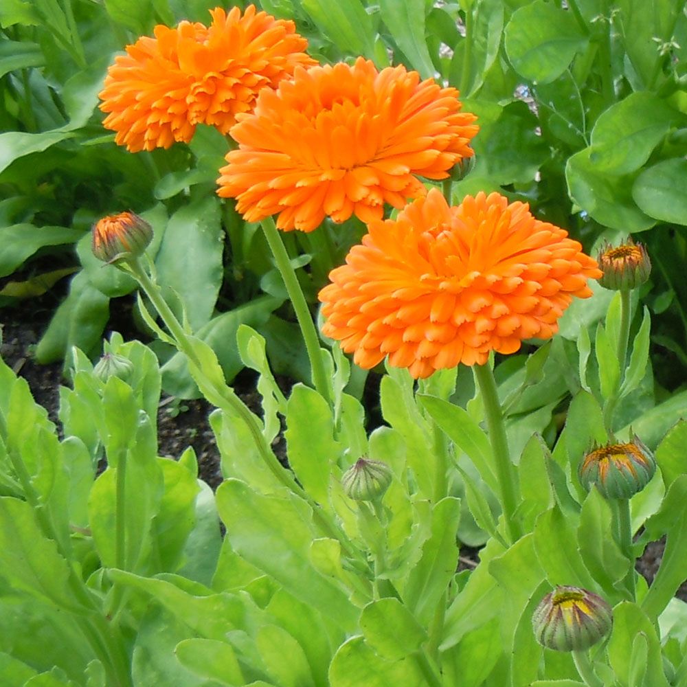Morgenfrue 'Orange King' i gruppen Frø / Etårige blomster hos Impecta Fröhandel (8200)