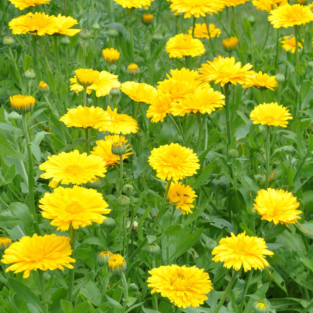 Morgenfrue 'Yellow Colossal' i gruppen Frø / Etårige blomster hos Impecta Fröhandel (8204)