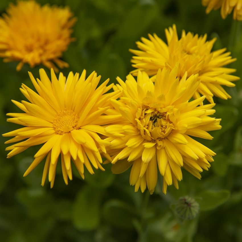 Morgenfrue 'Porcupine Yellow' i gruppen Frø / Etårige blomster hos Impecta Fröhandel (82041)