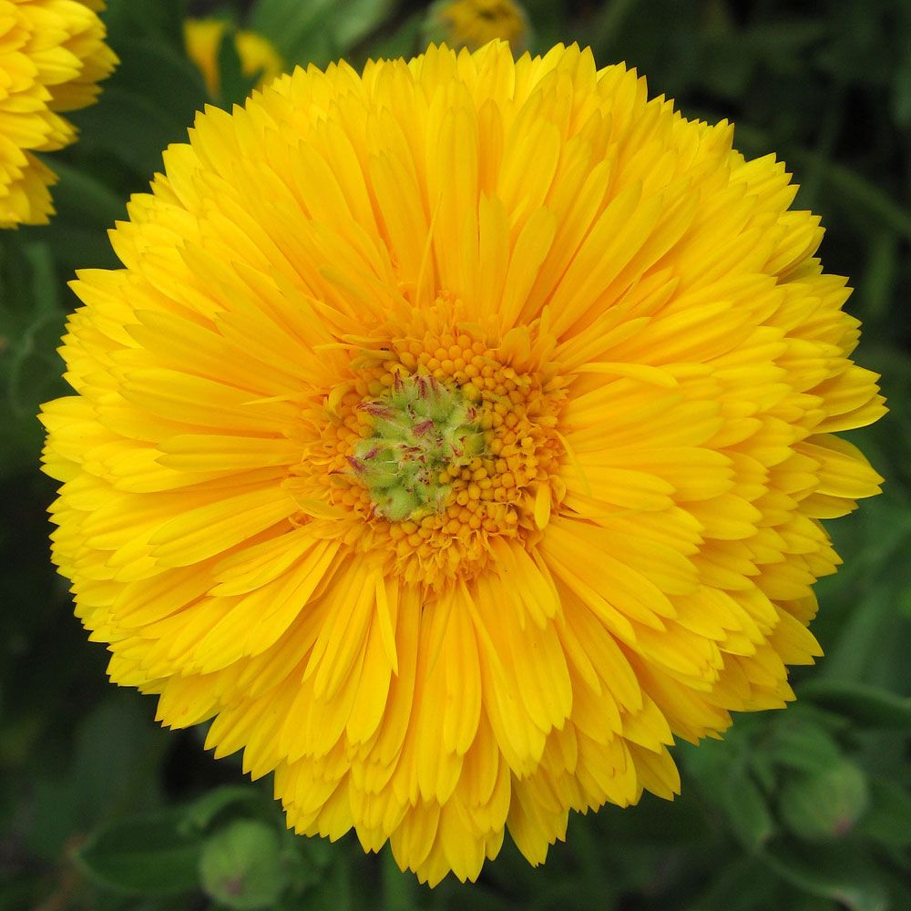 Morgenfrue 'Greenheart Yellow' i gruppen Frø / Etårige blomster hos Impecta Fröhandel (8207)