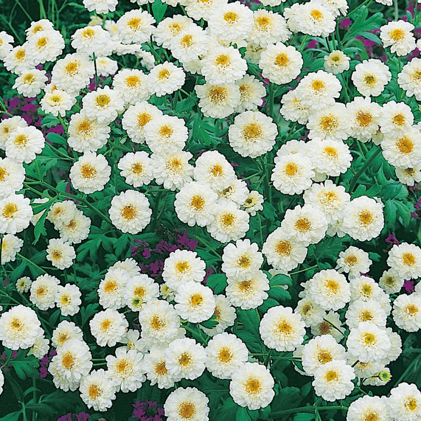 Matrem 'Tetra White Wonder' i gruppen Frø / Etårige blomster hos Impecta Fröhandel (8258)