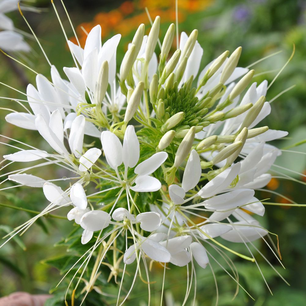 Edderkopplante 'White Queen' i gruppen Frø / Etårige blomster hos Impecta Fröhandel (8286)