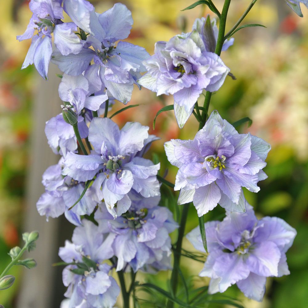 Have-Ridderspore 'Exquisite Blue Bell' i gruppen Frø / Etårige blomster hos Impecta Fröhandel (8298)