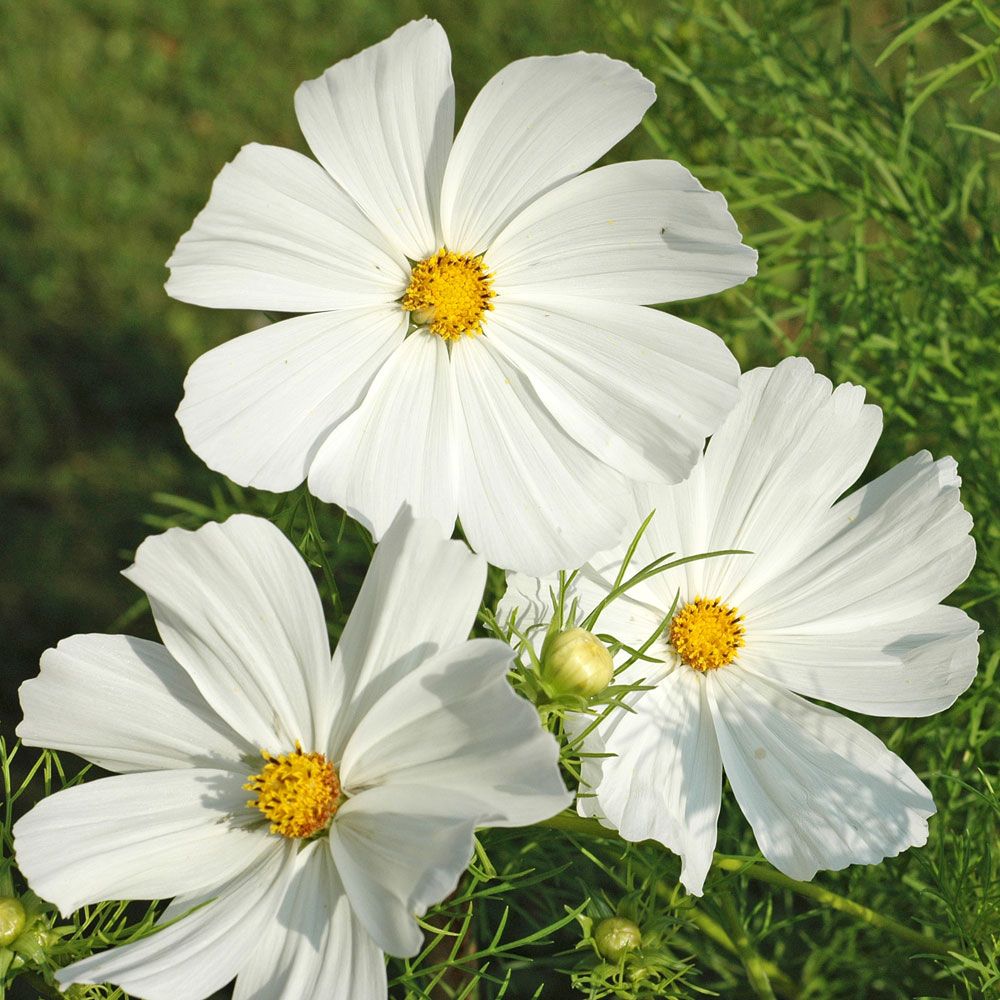 Stolt kavaler 'Vega White' i gruppen Frø / Etårige blomster hos Impecta Fröhandel (8312)
