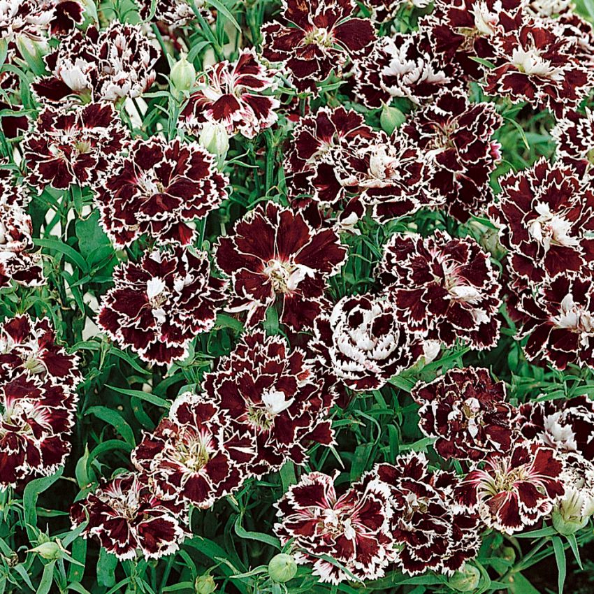 Heddewigsnellike 'Black & White Chianti' i gruppen Frø / Etårige blomster hos Impecta Fröhandel (8341)