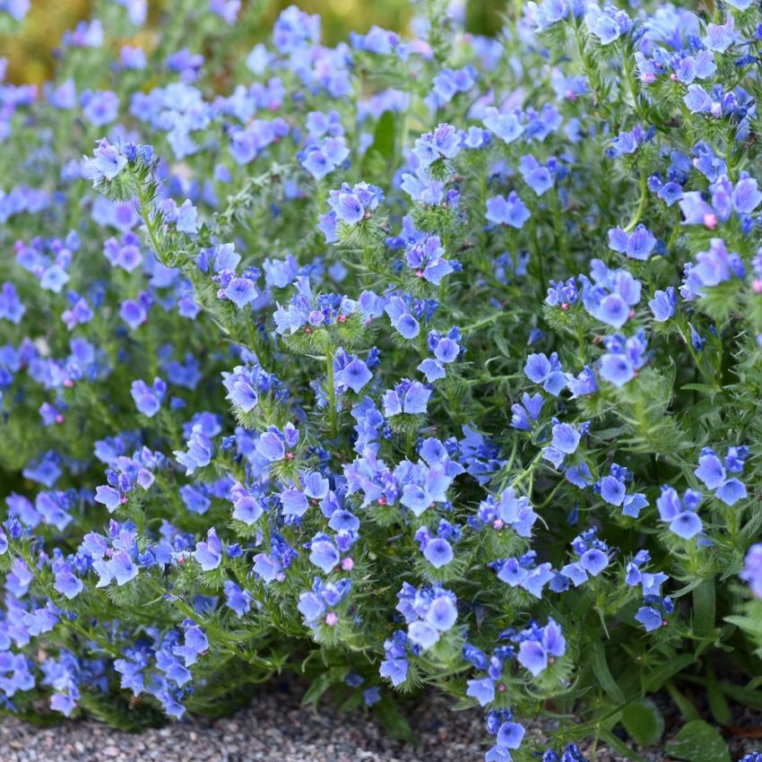 Slangehoved 'Blue Bedder' i gruppen Frø / Etårige blomster hos Impecta Fröhandel (8353)