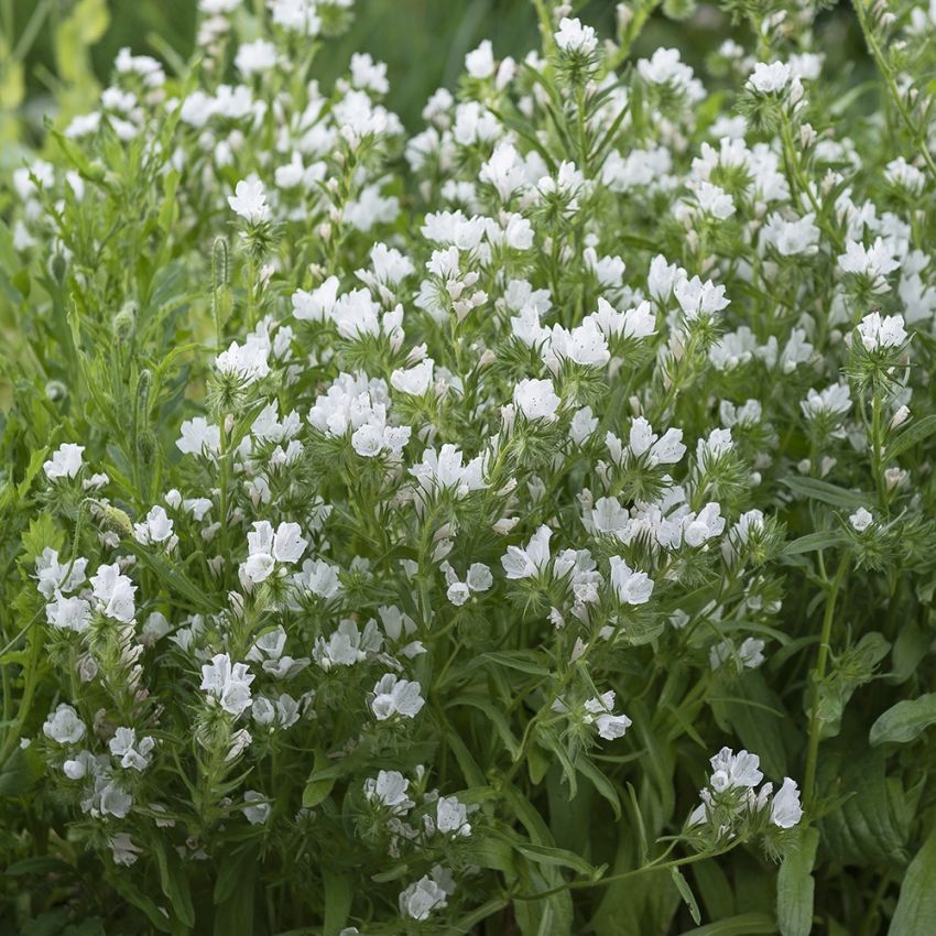 Slangehoved 'White Bedder' i gruppen Frø / Etårige blomster hos Impecta Fröhandel (83533)