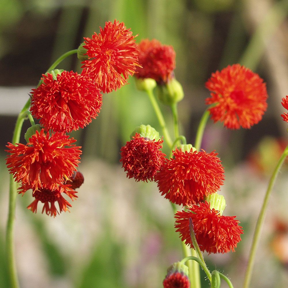 Kvastblomster 'Scarlet Magic' i gruppen Frø / Etårige blomster hos Impecta Fröhandel (8355)
