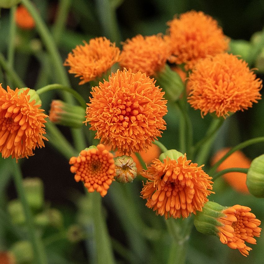Kvastblomst 'Irish Poet', orange, tætte, børstelignende små blomster i knipper på lange stængler.