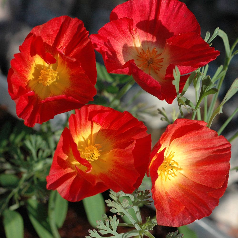 Californisk Guldvalmue 'Red Chief' i gruppen Frø / Etårige blomster hos Impecta Fröhandel (8361)