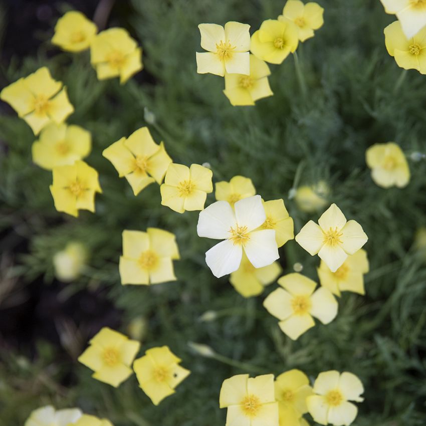 Californisk Guldvalmue i gruppen Frø / Etårige blomster hos Impecta Fröhandel (83631)