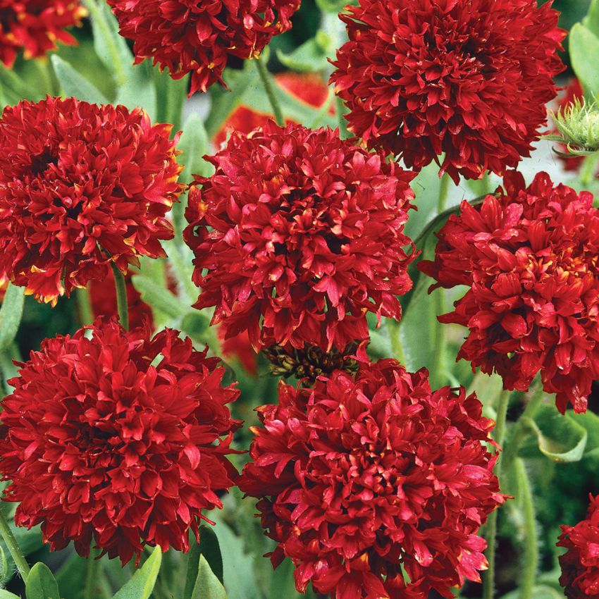 Kokarde 'Red Plume' i gruppen Frø / Etårige blomster hos Impecta Fröhandel (8371)