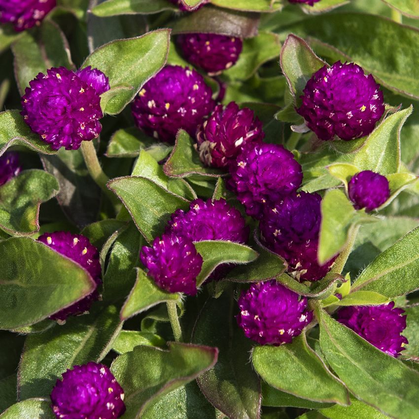 Ungkarleknap 'Gnome Purple' i gruppen Frø / Etårige blomster hos Impecta Fröhandel (83963)