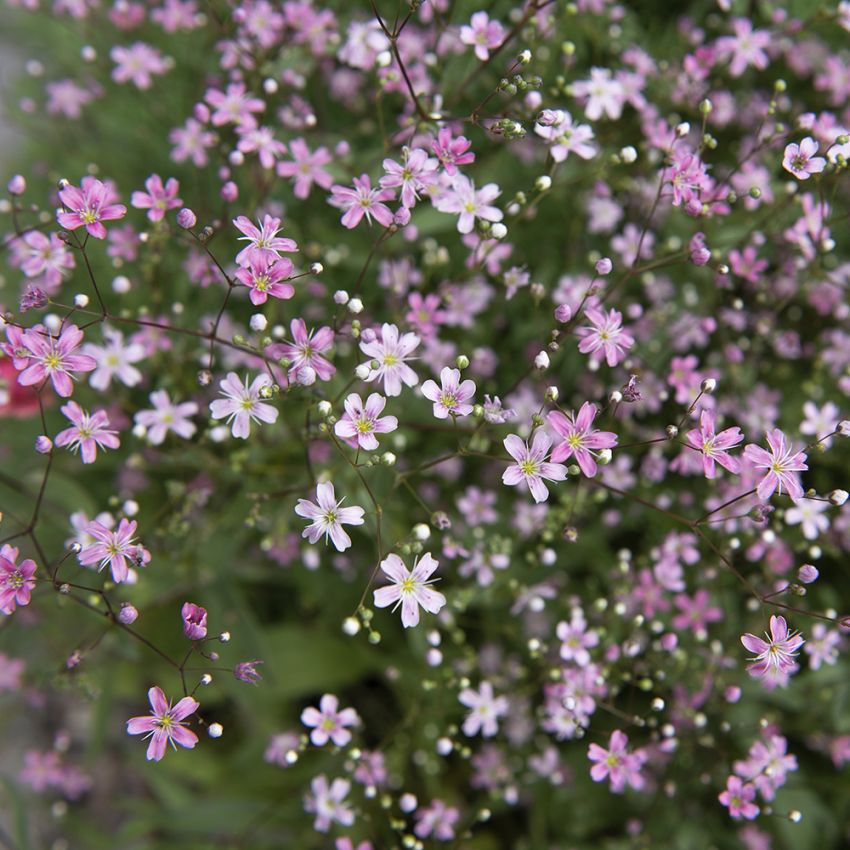 Brudeslør 'Rosea' i gruppen Frø / Etårige blomster hos Impecta Fröhandel (84001)