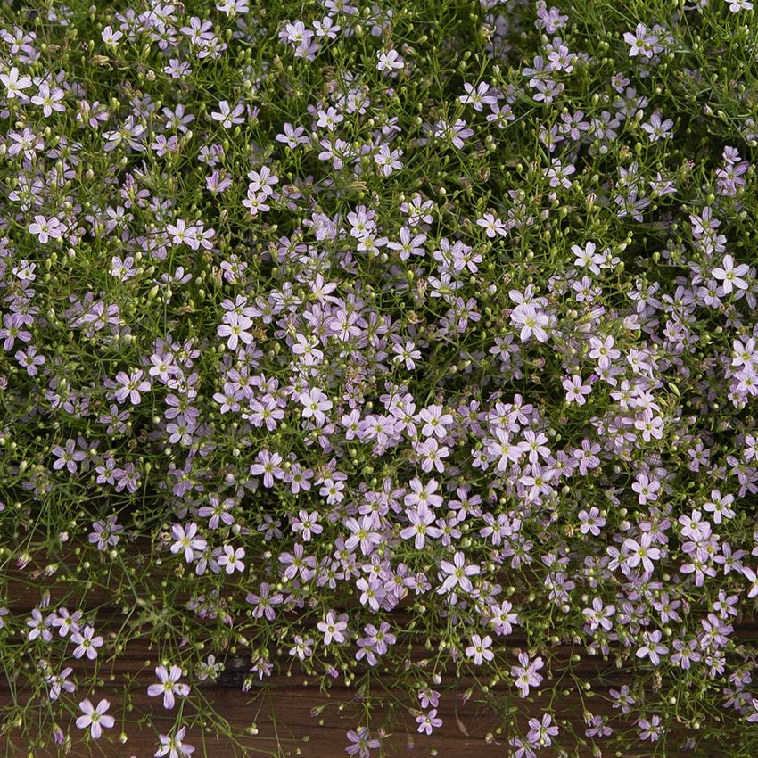 Mur-Gipsurt 'Pink Sugardot' i gruppen Frø / Etårige blomster hos Impecta Fröhandel (84020)