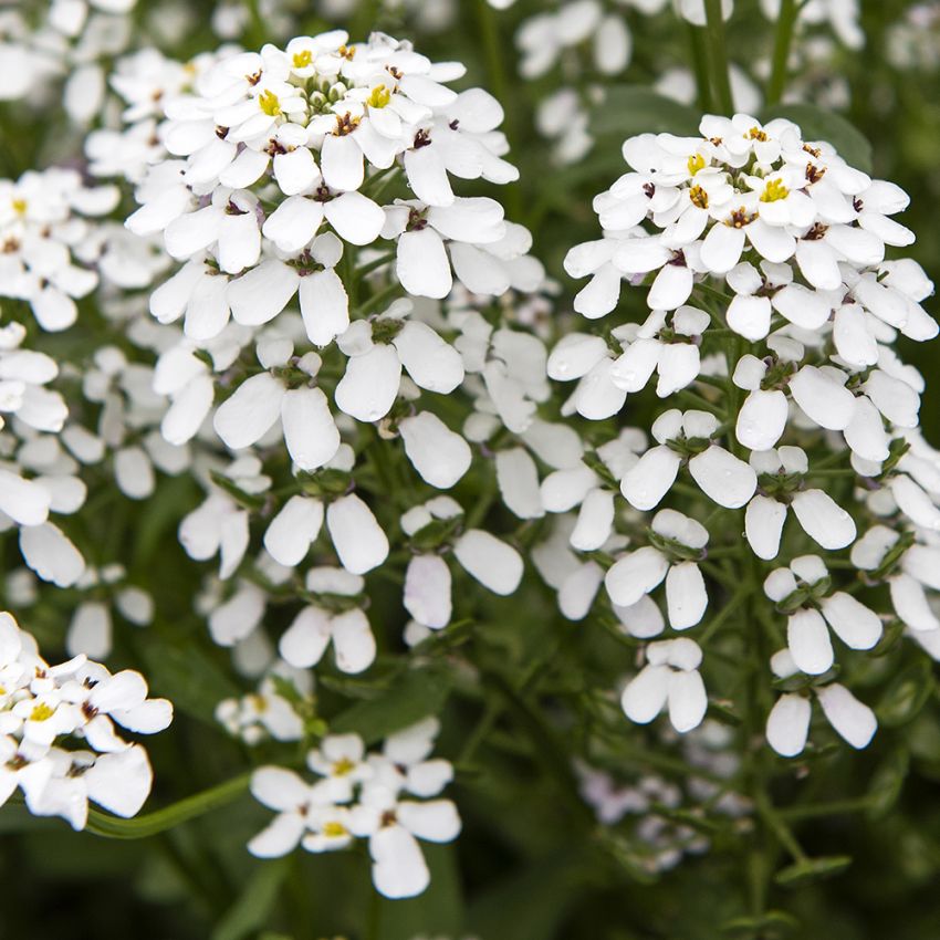 Sløjfeblomst 'White Pinnacle' i gruppen Frø / Etårige blomster hos Impecta Fröhandel (84400)