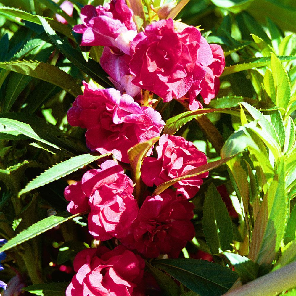 Balsamin 'Scarlet Favourite' i gruppen Frø / Etårige blomster hos Impecta Fröhandel (8442)