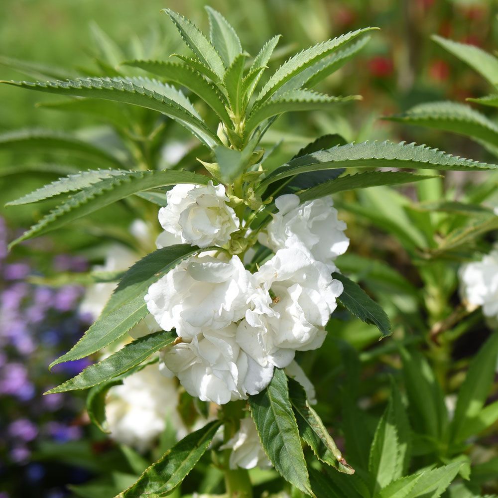 Balsamin 'White' i gruppen Frø / Etårige blomster hos Impecta Fröhandel (84420)