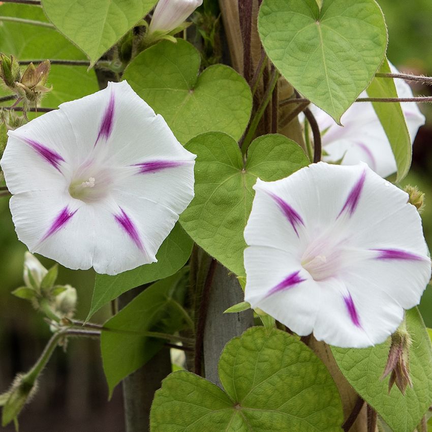 Purpurpragtsnerle 'Seta', hvide blomster med tydelig magentafarvet stjerneaftegning i fin kontrast.