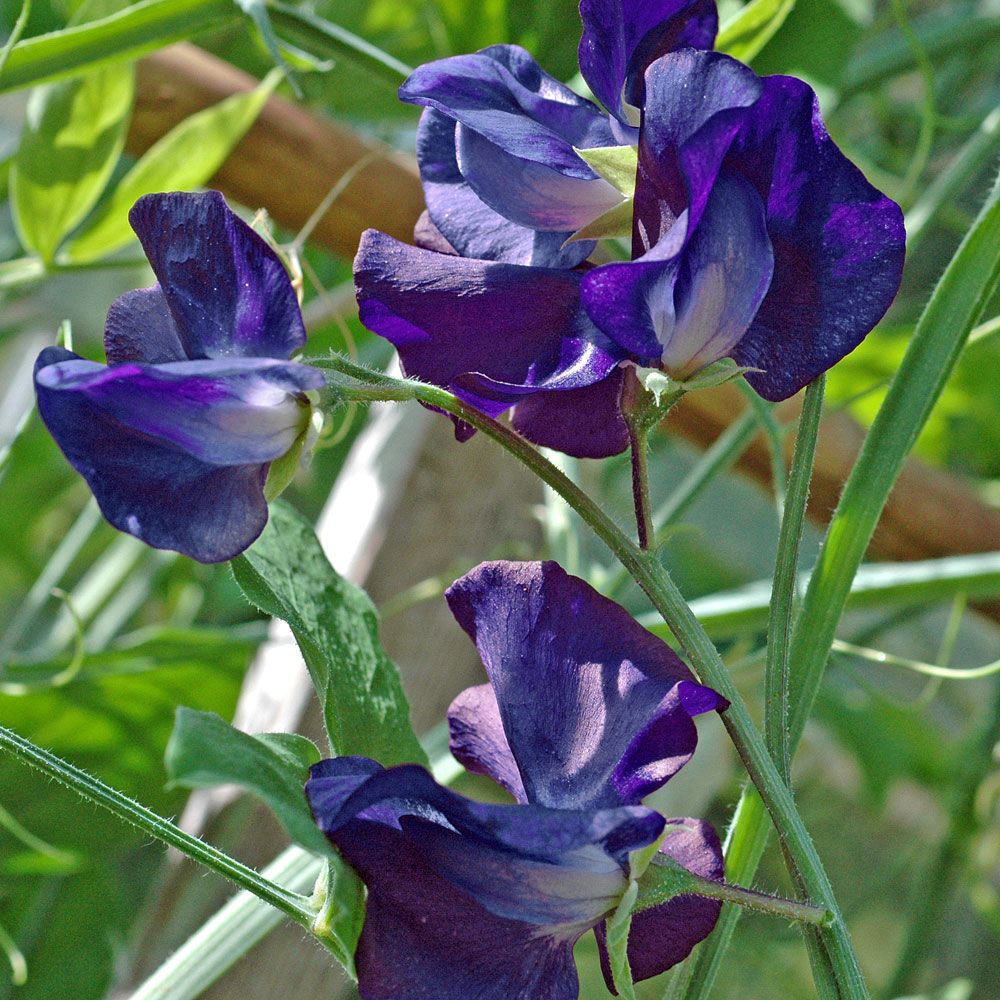 Ærteblomst 'Royal Navy Dark Blue' i gruppen Frø / Etårige blomster hos Impecta Fröhandel (8474)
