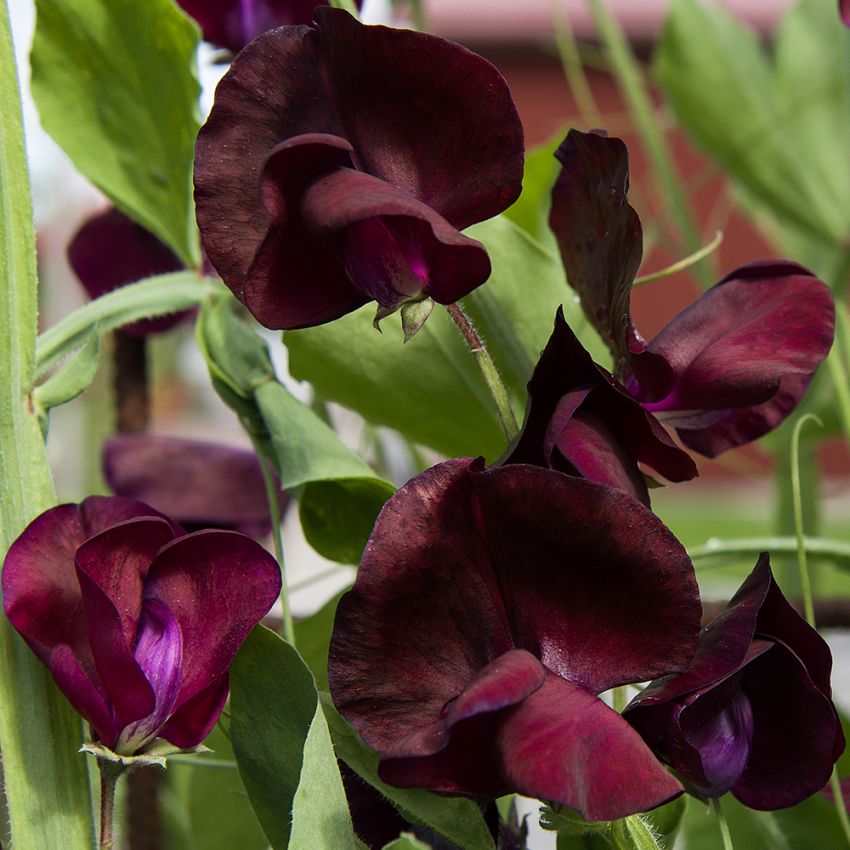 Ærteblomst 'Spencer Beaujolais', Mørkt purpurrøde til dybt bordeauxrøde, silkeagtige blomster.