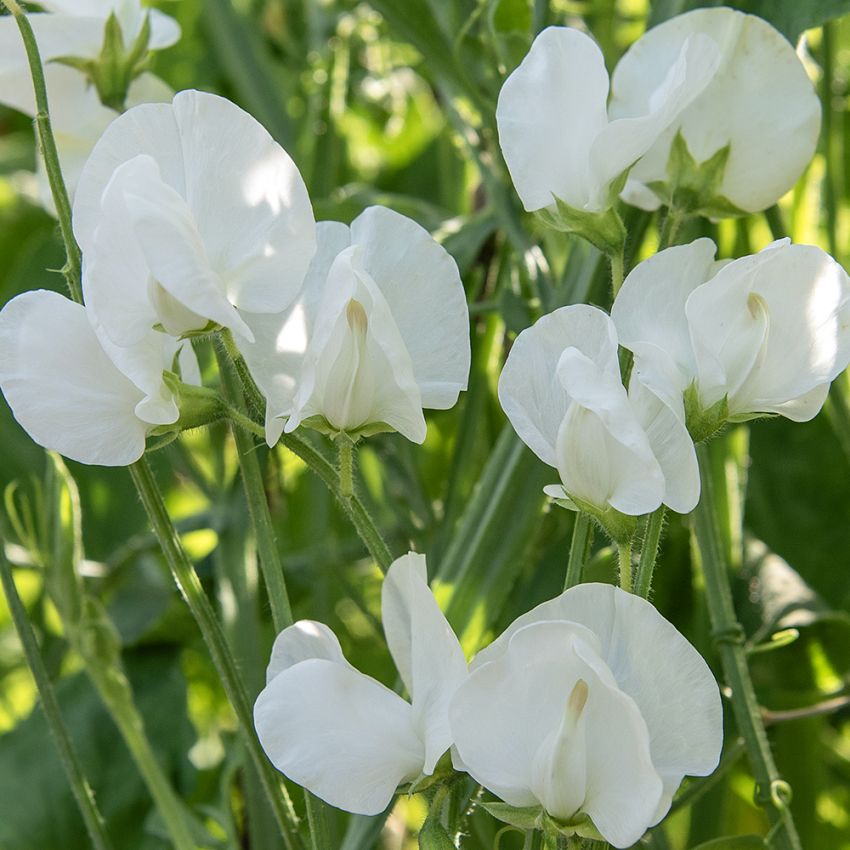 Ærteblomst 'Royal White', Storblomstrende med lyse smørgule knopper, der springer ud i den reneste hvid.