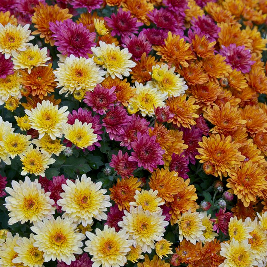 Krysantemum i gruppen Frø / Etårige blomster hos Impecta Fröhandel (85)