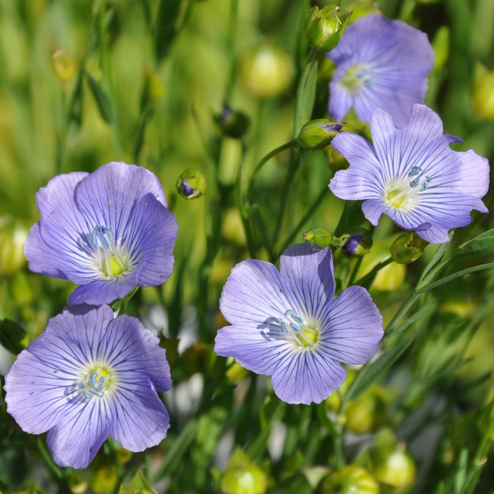 Hørblomst 'Blue Dress' i gruppen Frø / Etårige blomster hos Impecta Fröhandel (85030)