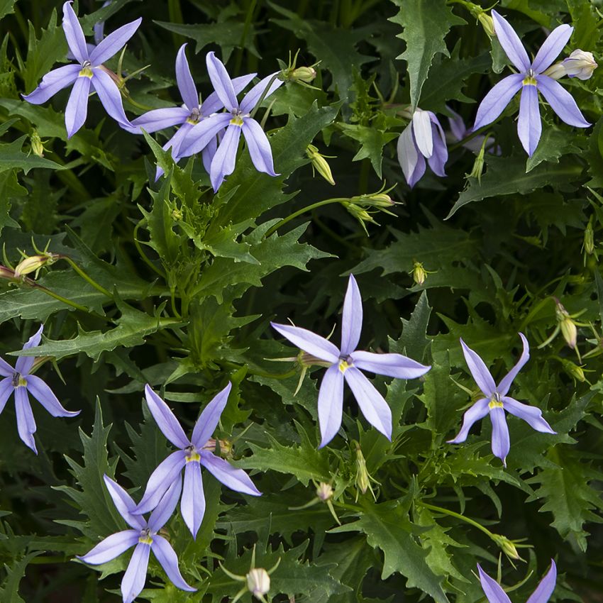 Stjernelobelia F1 'Gemini Blue' i gruppen Frø / Etårige blomster hos Impecta Fröhandel (85220)
