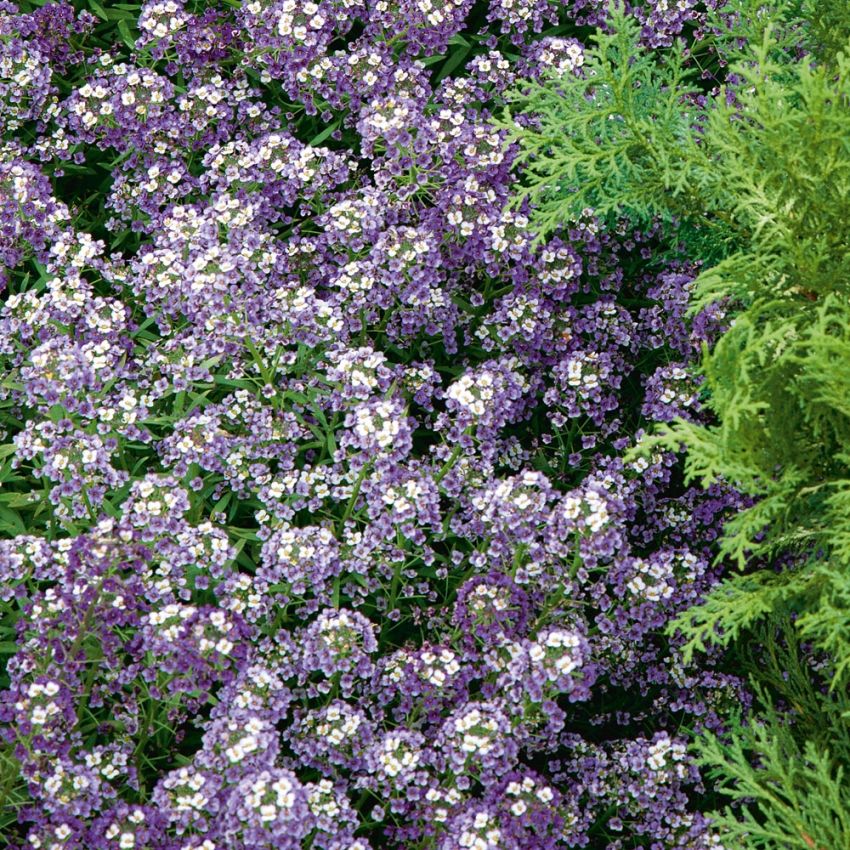 Biblomme 'Violet Queen' i gruppen Frø / Etårige blomster hos Impecta Fröhandel (8528)