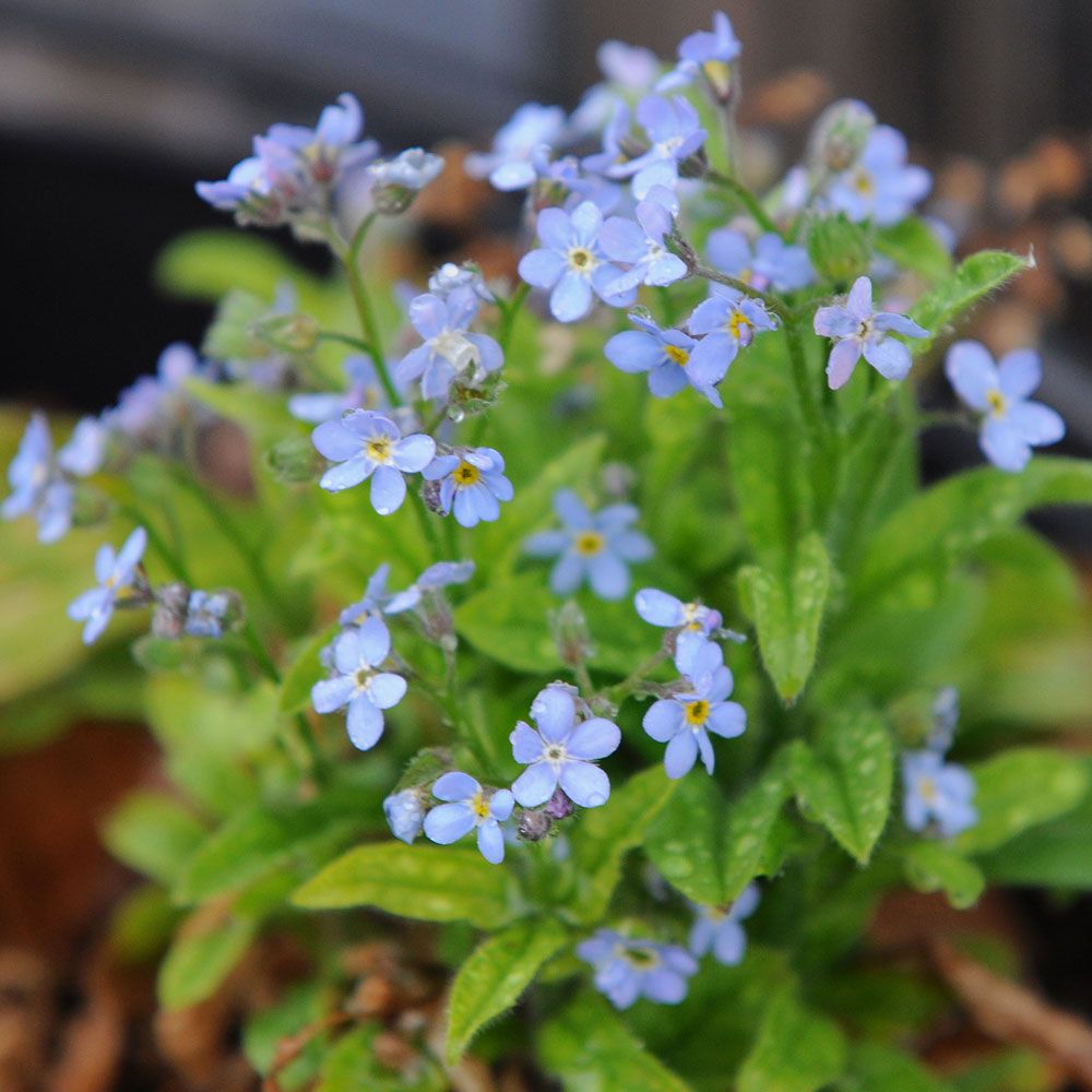 Alpe Forglemmigej 'Savoie Blue' i gruppen Frø / Etårige blomster hos Impecta Fröhandel (85770)