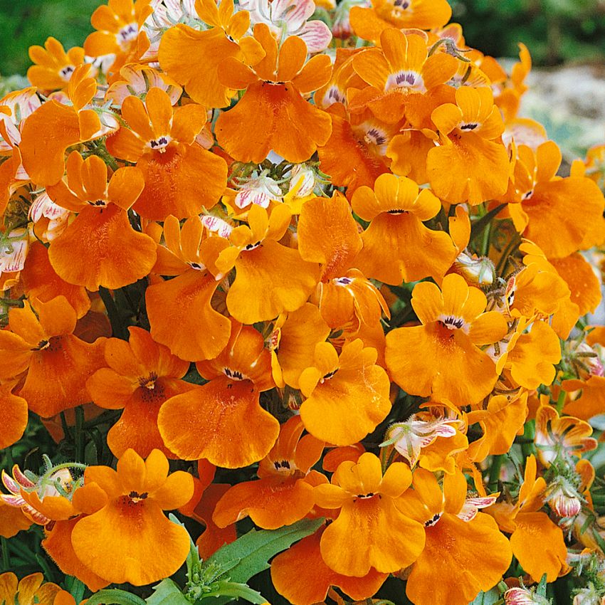 Sommerfugleblomst 'Orange Prince' i gruppen Frø / Etårige blomster hos Impecta Fröhandel (8581)