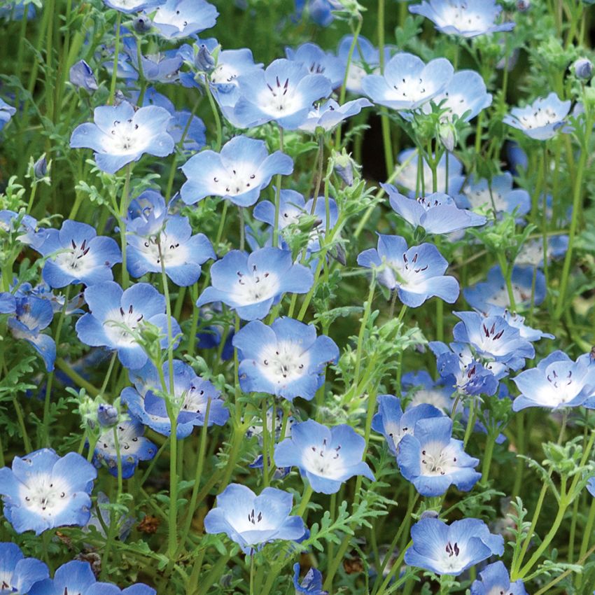 Blå Øjeblomst i gruppen Frø / Etårige blomster hos Impecta Fröhandel (8590)
