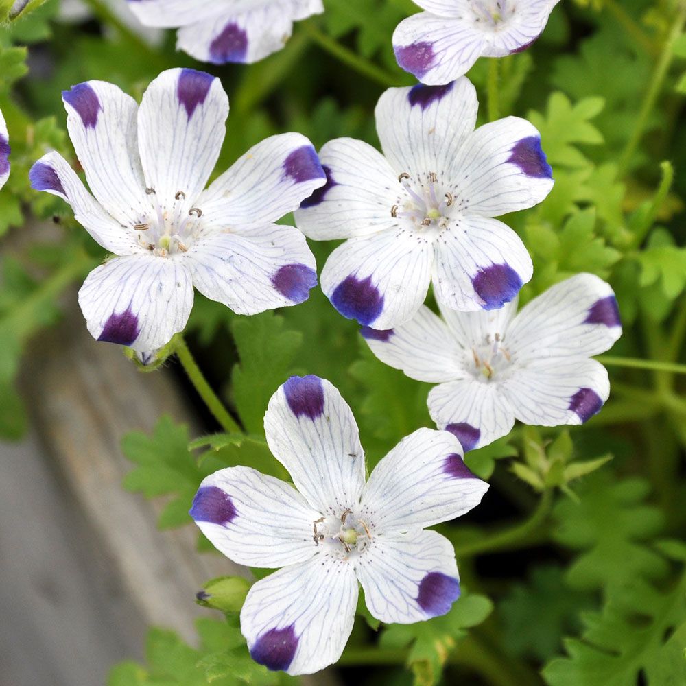 Øjeblomst i gruppen Frø / Etårige blomster hos Impecta Fröhandel (8591)