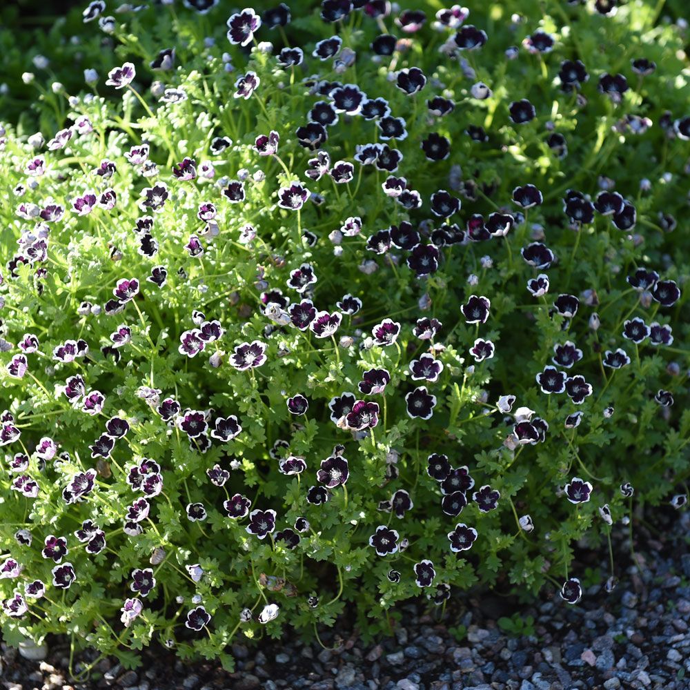 Blå Øjeblomst 'Penny Black' i gruppen Frø / Etårige blomster hos Impecta Fröhandel (8592)
