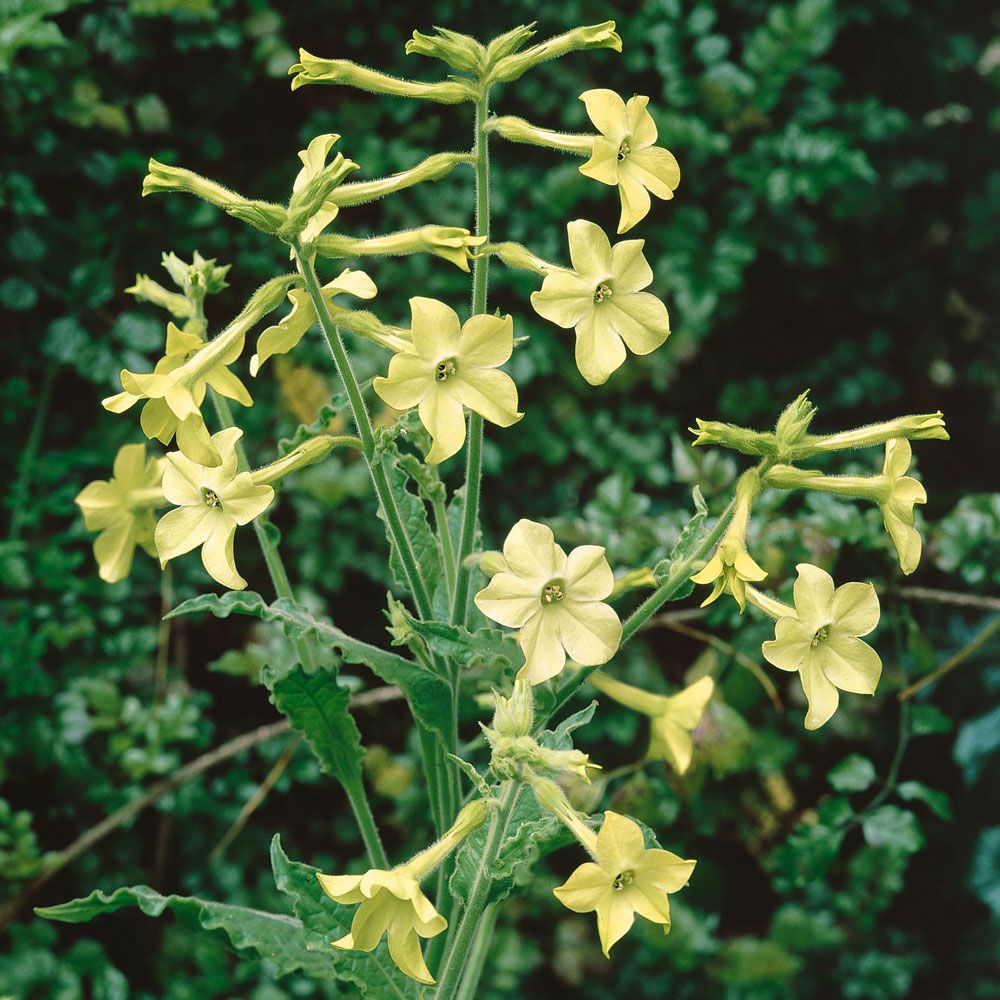 Prydtobak 'Lime Green' i gruppen Frø / Etårige blomster hos Impecta Fröhandel (8605)