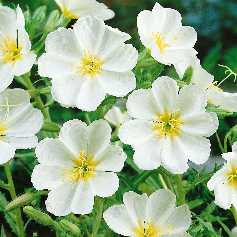 Hvid duftende natlys 'Innocence' i gruppen Frø / Etårige blomster hos Impecta Fröhandel (8616)