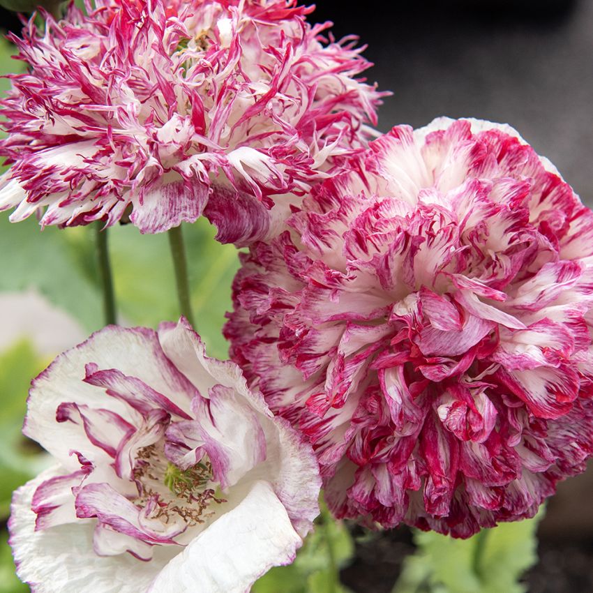 Opiumvalmue 'Flemish Antique', Pæonblomstrende valmue med store, fyldte, kirsebærrøde blomster.