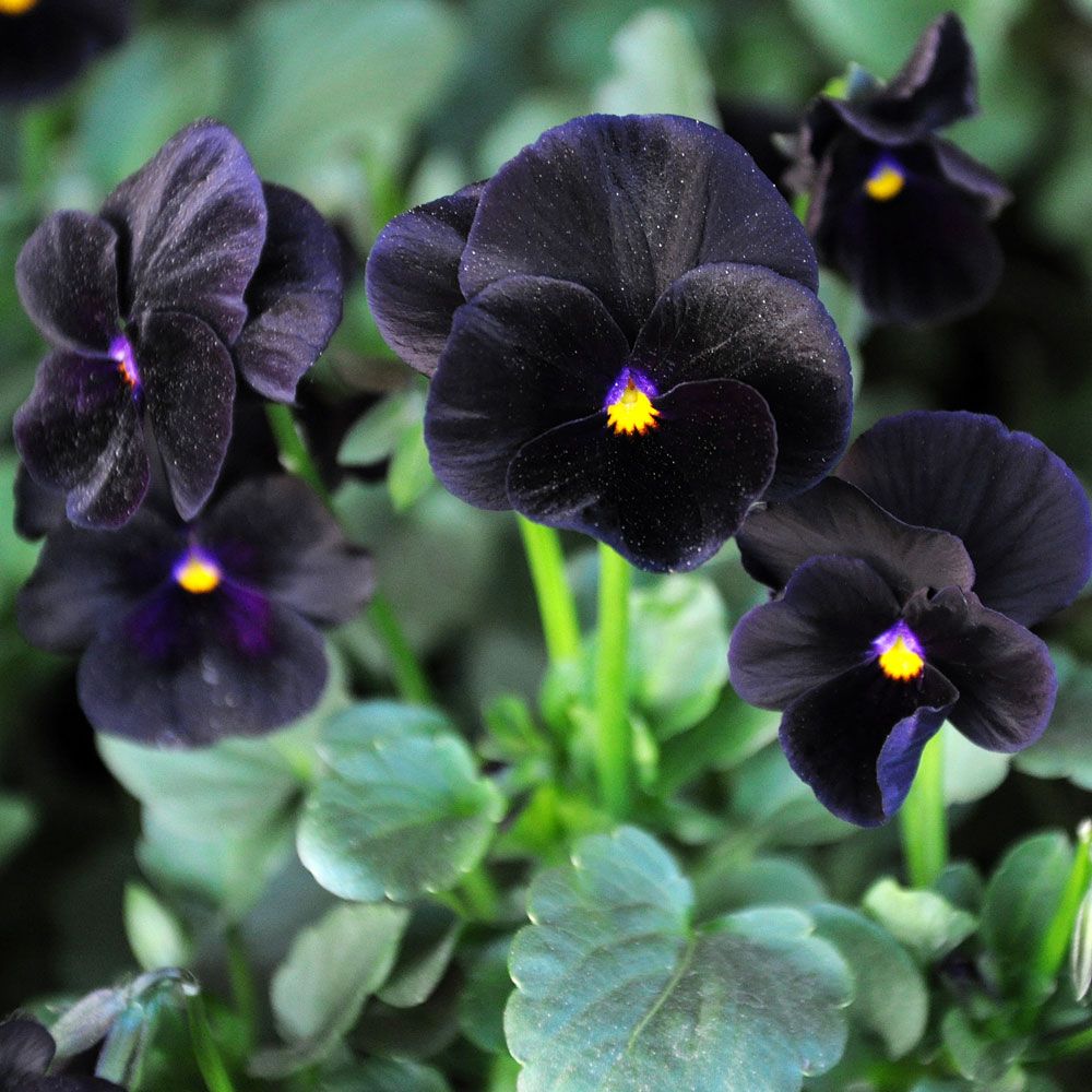 Hornviol F1 'Sorbet Black Delight' i gruppen Frø / Etårige blomster hos Impecta Fröhandel (86277)
