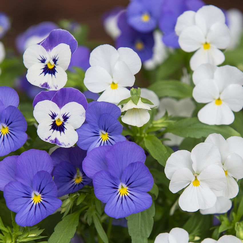 Hornviol F1 'Sorbet XP Blueberry Sundae' i gruppen Frø / Etårige blomster hos Impecta Fröhandel (86284)