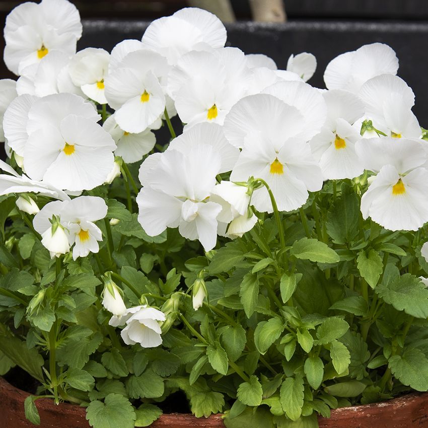 Hornviol F1 'Spring Matrix White' i gruppen Frø / Etårige blomster hos Impecta Fröhandel (86285)