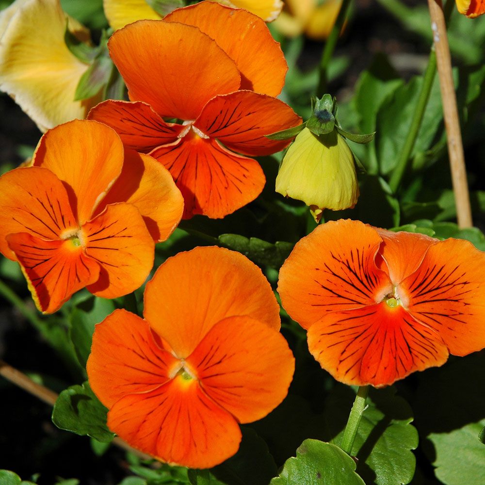 Hornviol F1 'Cats Orange' i gruppen Frø / Etårige blomster hos Impecta Fröhandel (8631)