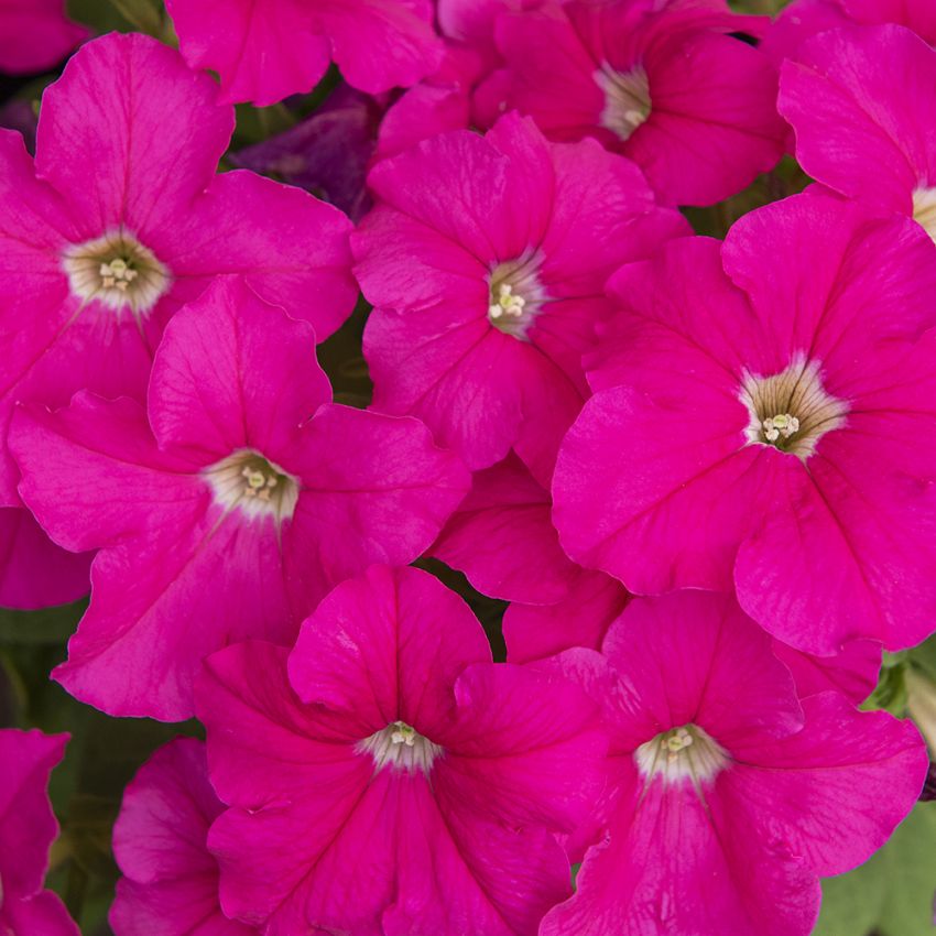 Petunia F1 'Eagle Pink' i gruppen Frø / Etårige blomster hos Impecta Fröhandel (86376)