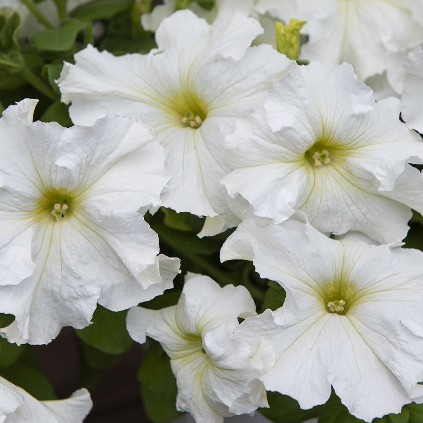 Petunia F1 'Eagle White' i gruppen Frø / Etårige blomster hos Impecta Fröhandel (86378)